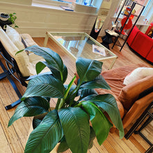 Load image into Gallery viewer, ARTIFEX / Post Modern Nubuck Leather Sofa